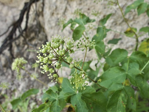 Arizona spikenard (Aralia humilis)