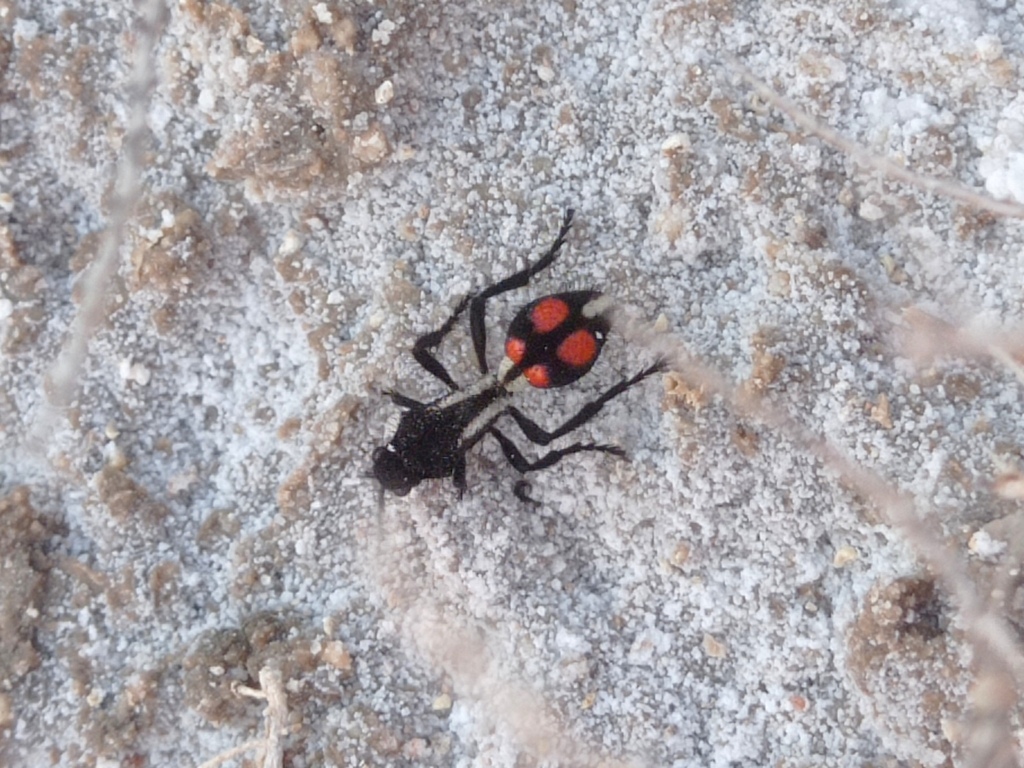 Traumatomutilla miniata