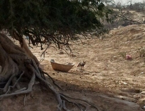 White-footed Fox