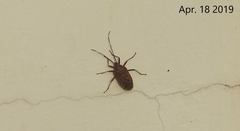 Urochela quadrinotata