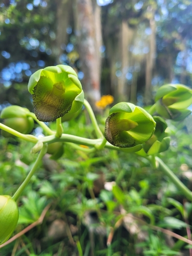 Orquídea-cara-de-macaco
