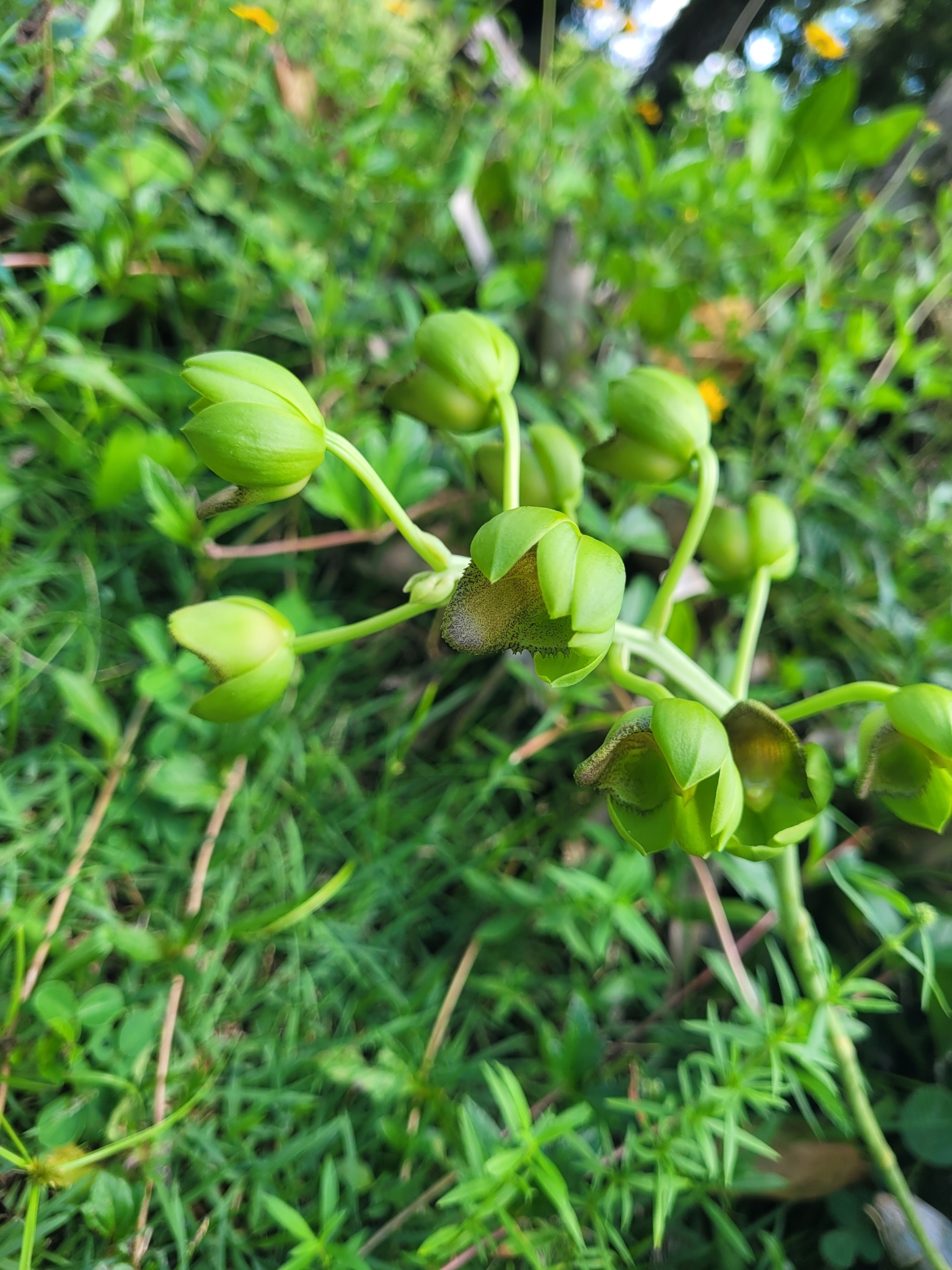 Imagem de Orquídea-cara-de-macaco