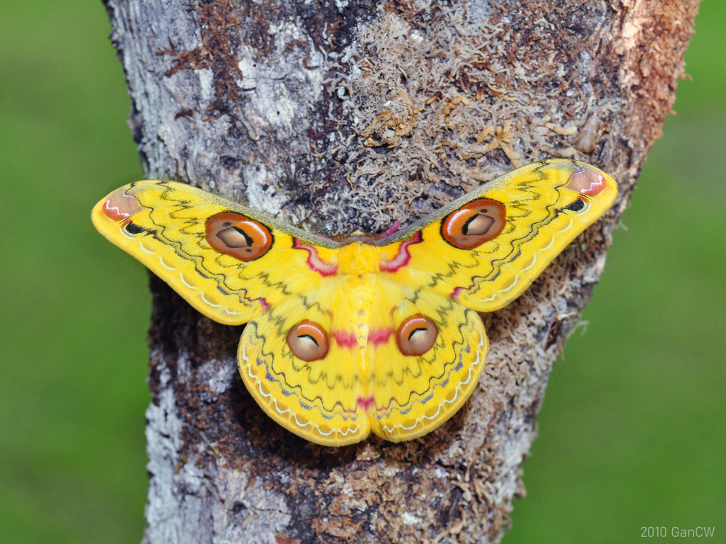 Loepa siamensis