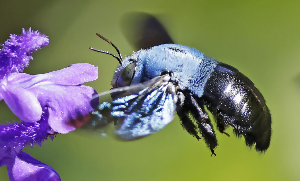 Xylocopa abbotti