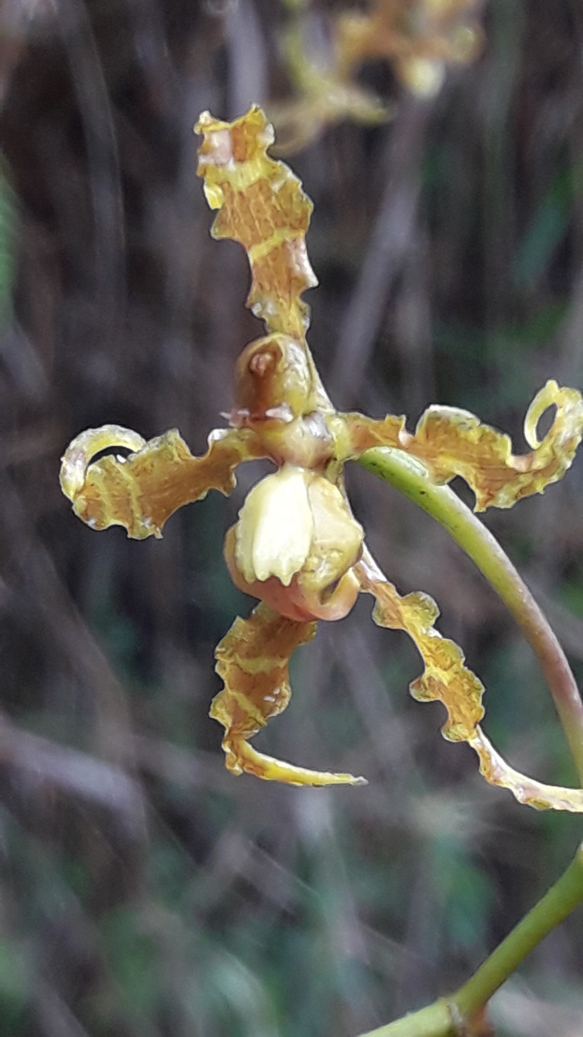 Cyrtochilum divaricatum (Lindl.) Dalström