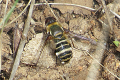 Exoprosopa rostrifera