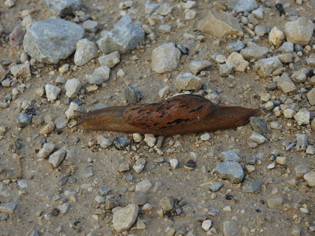Drusia valenciennii
