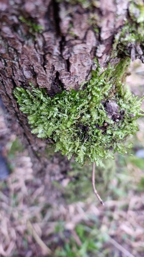 Image of Neckera pumila by no rights reserved