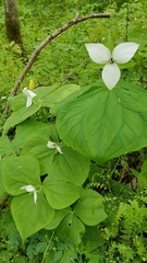 Trillium simile