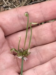 Allium canadense canadense