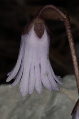 Soldanella austriaca