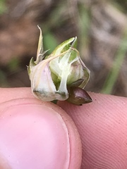 Allium canadense canadense