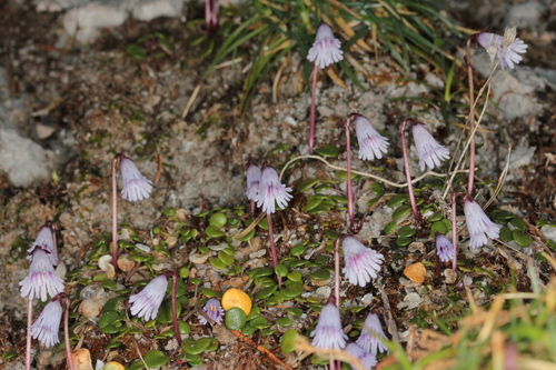Subespecie Soldanella minima austriaca · NaturaLista Colombia