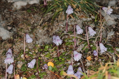 Soldanella austriaca