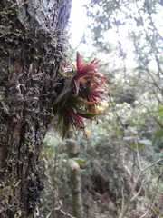 Pterostemma antioquiense