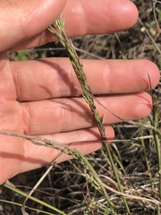 Melica imperfecta