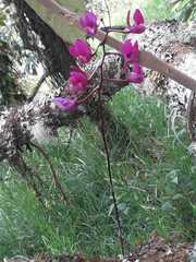 Comparettia falcata
