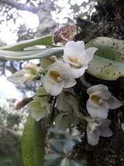 Rodriguezia granadensis