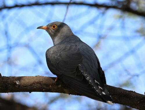 African Cuckoo (Cuculus gularis), photo 8