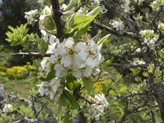 Pyrus spinosa