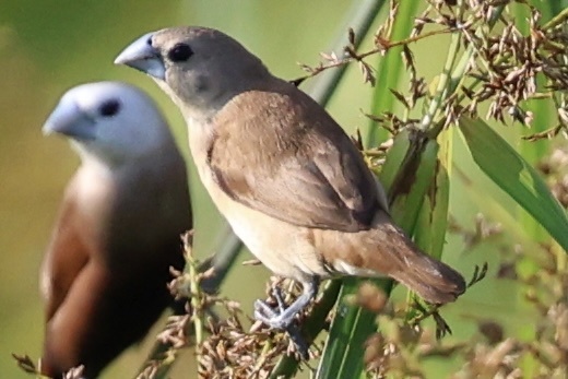 White-headed Munia