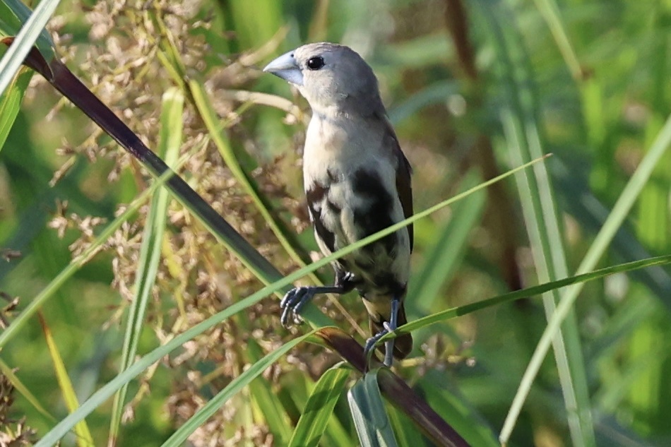 White-headed Munia