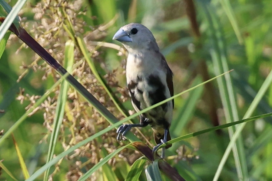 White-headed Munia