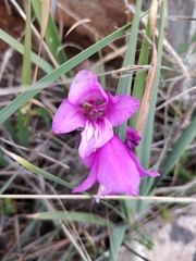 Gladiolus communis