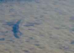 Menticirrhus undulatus