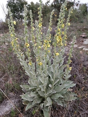 Verbascum rotundifolium