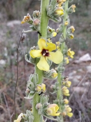 Verbascum rotundifolium