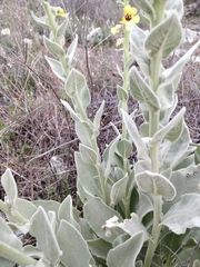 Verbascum rotundifolium