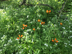 Papaver heterophyllum
