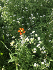 Papaver heterophyllum