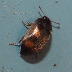 Litargus tetraspilotus