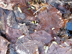 Allium tricoccum