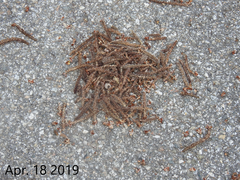 Populus tomentiglandulosa