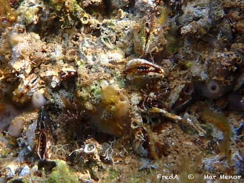 Mytilaster minimus observed 2024-02-08