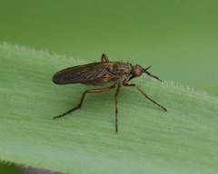 Empidinae