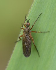 Empidinae