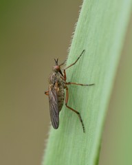 Empidinae