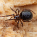 Tummahelmihämähäkki - Photo (c) bugzone, osa oikeuksista pidätetään (CC BY-NC)