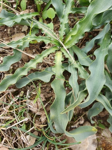 Drimia purpurascens