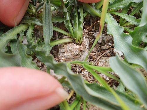 Drimia purpurascens