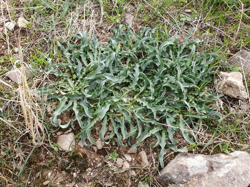 Drimia purpurascens