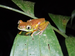 Agalychnis lemur