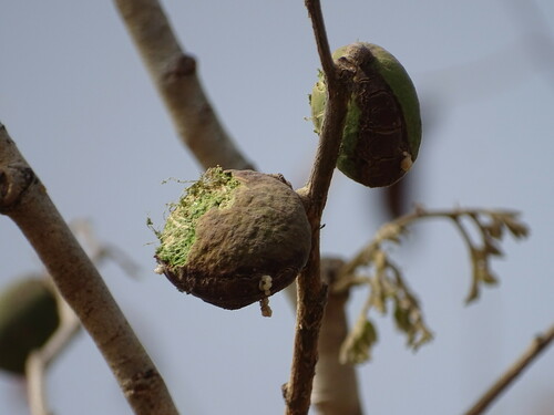 Foto de Tallow tree