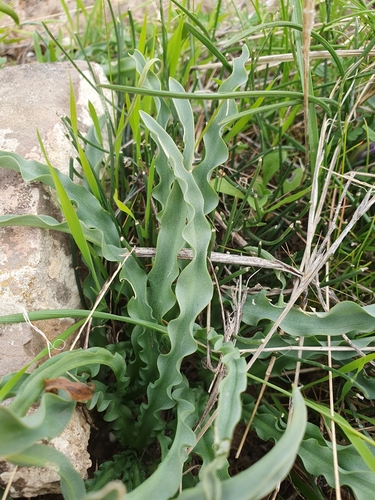 Drimia purpurascens