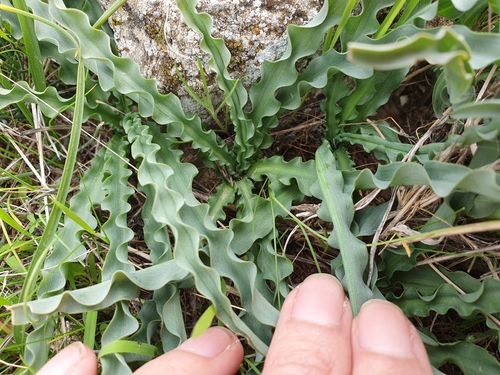 Drimia purpurascens