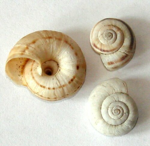 Eastern Heath Snail